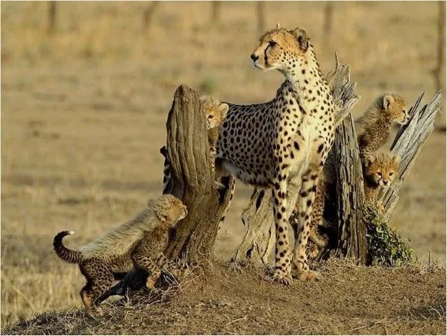 15 Espectaculares fotos de animales que te sorprenderán | Fotografía