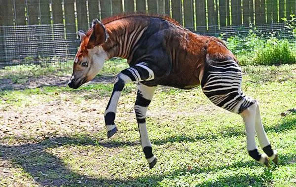 15 extraños animales que seguramente no tenías idea de que ...