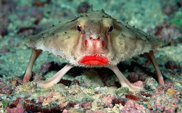 15 extraños animales que seguramente no tenías idea de que ...