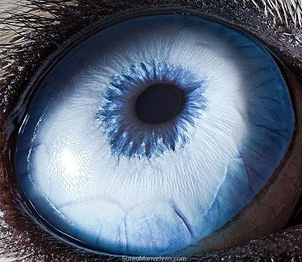 15 Fotografías macro de ojos de animales por Suren Manvelyan ...