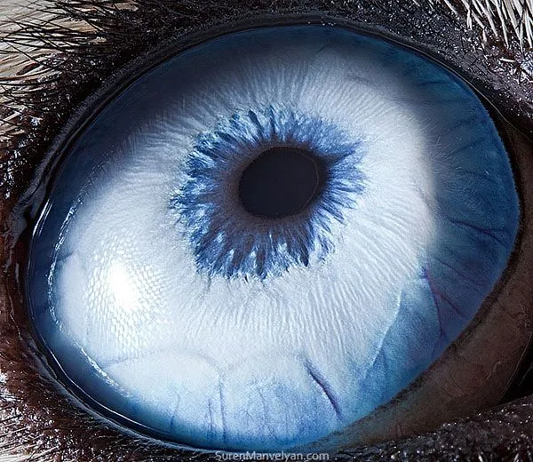 15 Fotografías macro de ojos de animales por Suren Manvelyan ... 15 Fotografías macro de ojos de animales por Suren Manvelyan ...