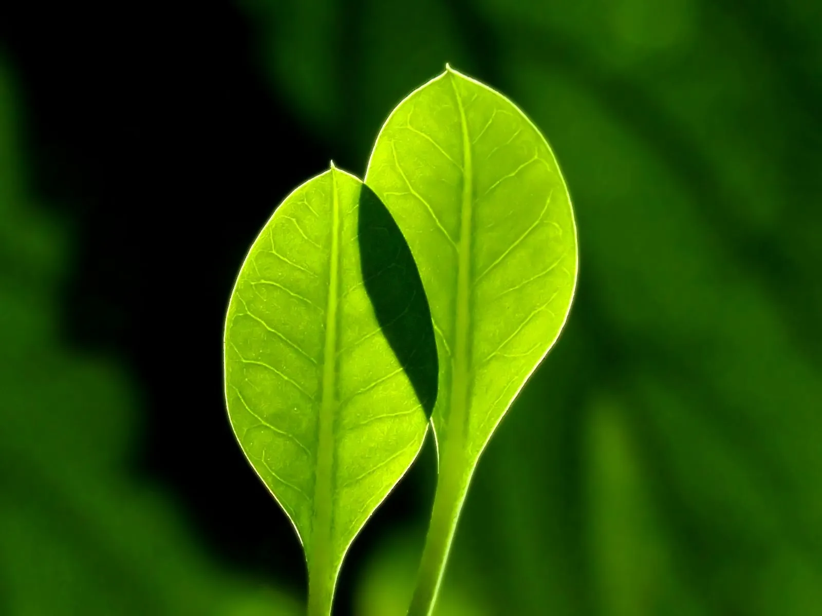 15 fotografías de plantas verdes (contacto natural) Parte 1 ... 15 fotografías de plantas verdes (contacto natural) Parte 1 ...