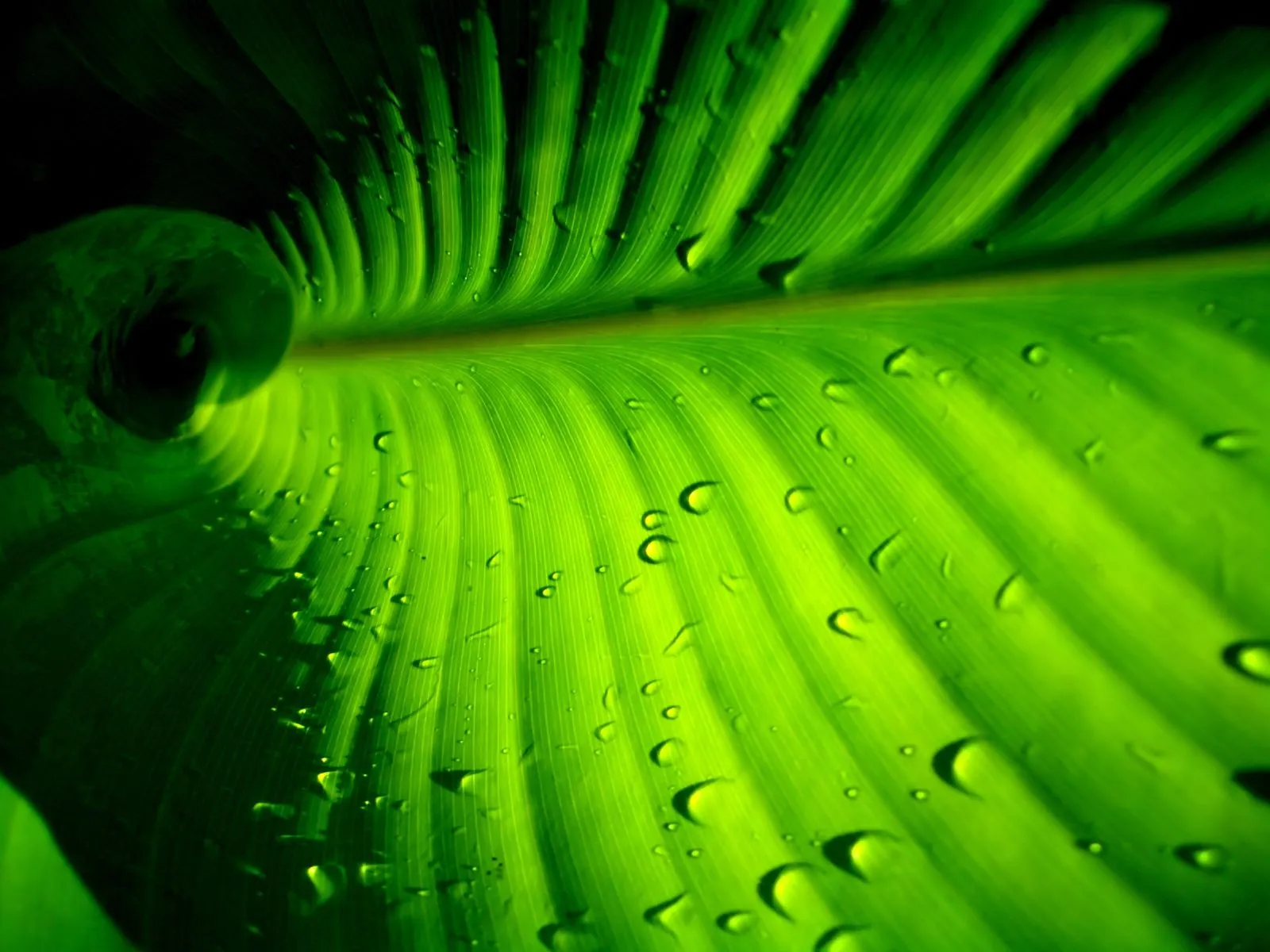 15 fotografías de plantas verdes (contacto natural) Parte 1 ... 15 fotografías de plantas verdes (contacto natural) Parte 1 ...