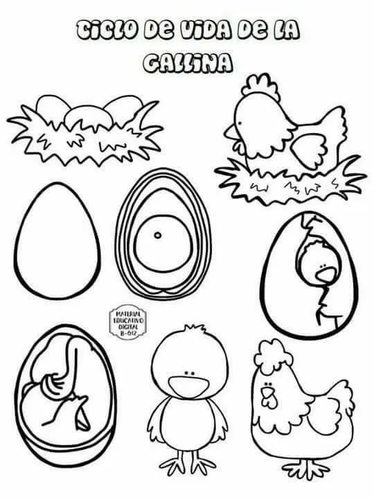 15 ideas de Ovíparos y Vivíparos | animales oviparos y viviparos, animales viviparos, animales oviparos 15 ideas de Ovíparos y Vivíparos | animales oviparos y viviparos, animales viviparos, animales oviparos