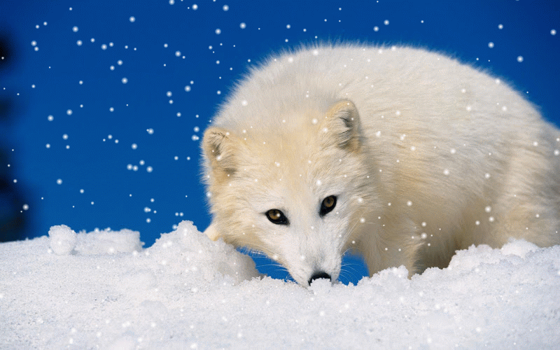 15 imágenes navideñas con movimiento (gifs animados) para poner en ... 15 imágenes navideñas con movimiento (gifs animados) para poner en ...