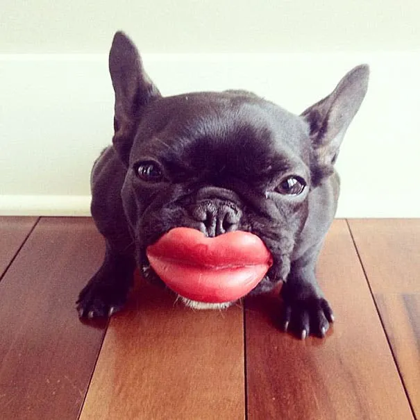 15 Perros Que Ni Se Imaginan Lo Absurdos Que Se Ven Con Sus ... 15 Perros Que Ni Se Imaginan Lo Absurdos Que Se Ven Con Sus ...