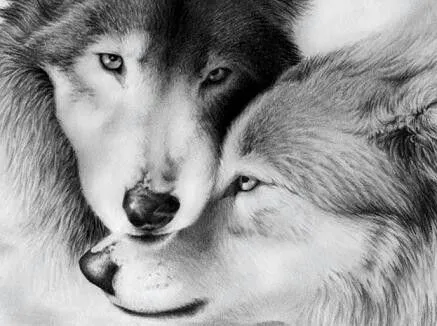 15 Pines de Pareja De Lobos que no te puedes perder | Fotos lobos ... 15 Pines de Pareja De Lobos que no te puedes perder | Fotos lobos ...