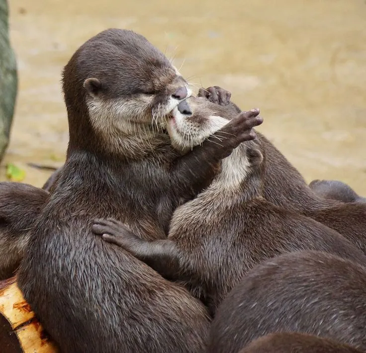 15 preciosas imágenes de animales besándose | Animais bonitos, Fotos de animais, Animais beijando 15 preciosas imágenes de animales besándose | Animais bonitos, Fotos de animais, Animais beijando