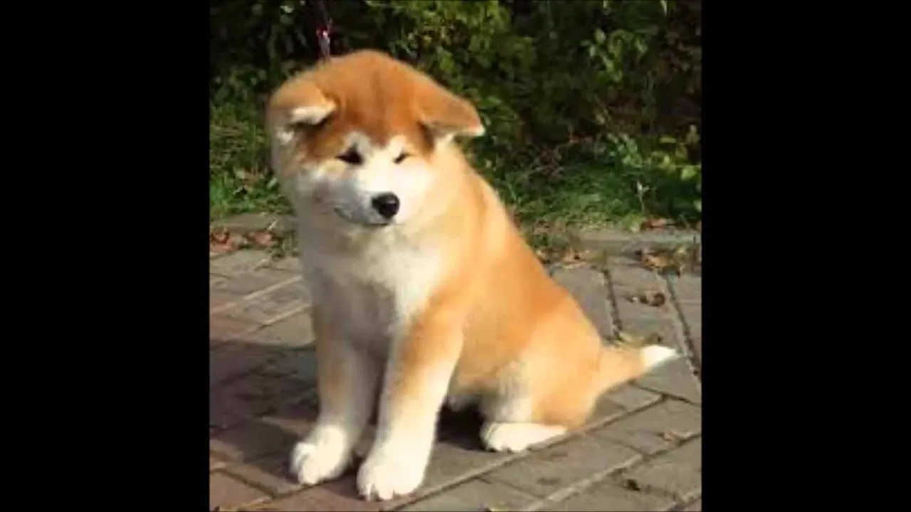 las 15 razas de perros mas lindas del mundo - YouTube las 15 razas de perros mas lindas del mundo - YouTube