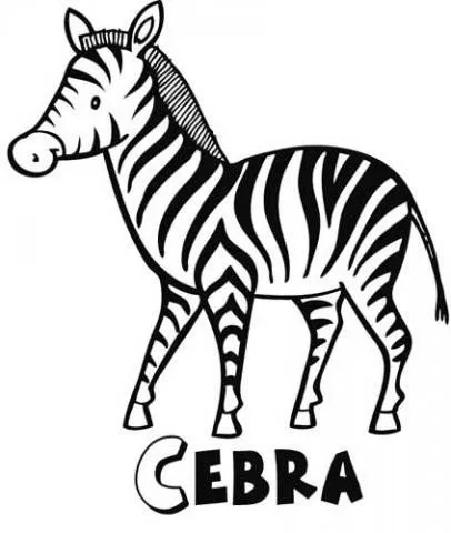 15169-4-dibujos-cebra.jpg