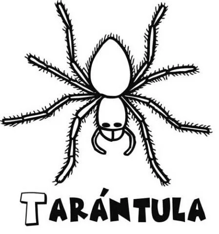 15248-4-dibujos-tarantula.jpg