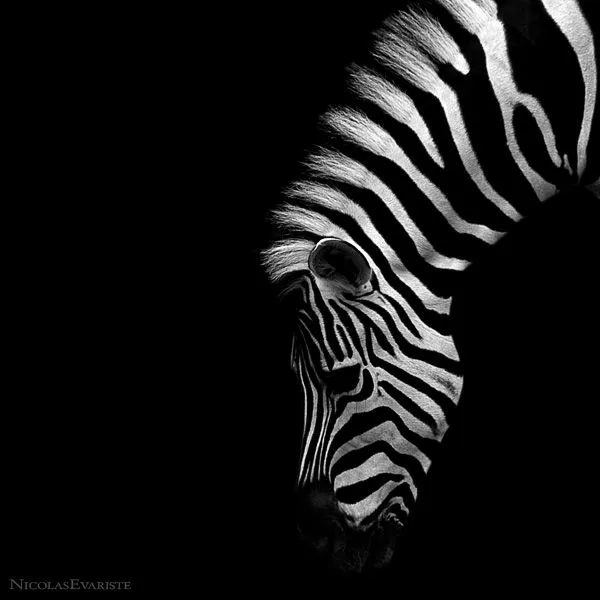 Imagenes de animales con fondo negro - Imagui Imagenes de animales con fondo negro - Imagui