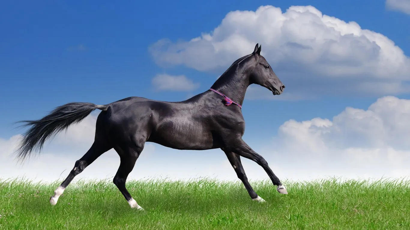 16 Fotos de animales en HD para descargar : Imagenes Tiernas ... 16 Fotos de animales en HD para descargar : Imagenes Tiernas ...