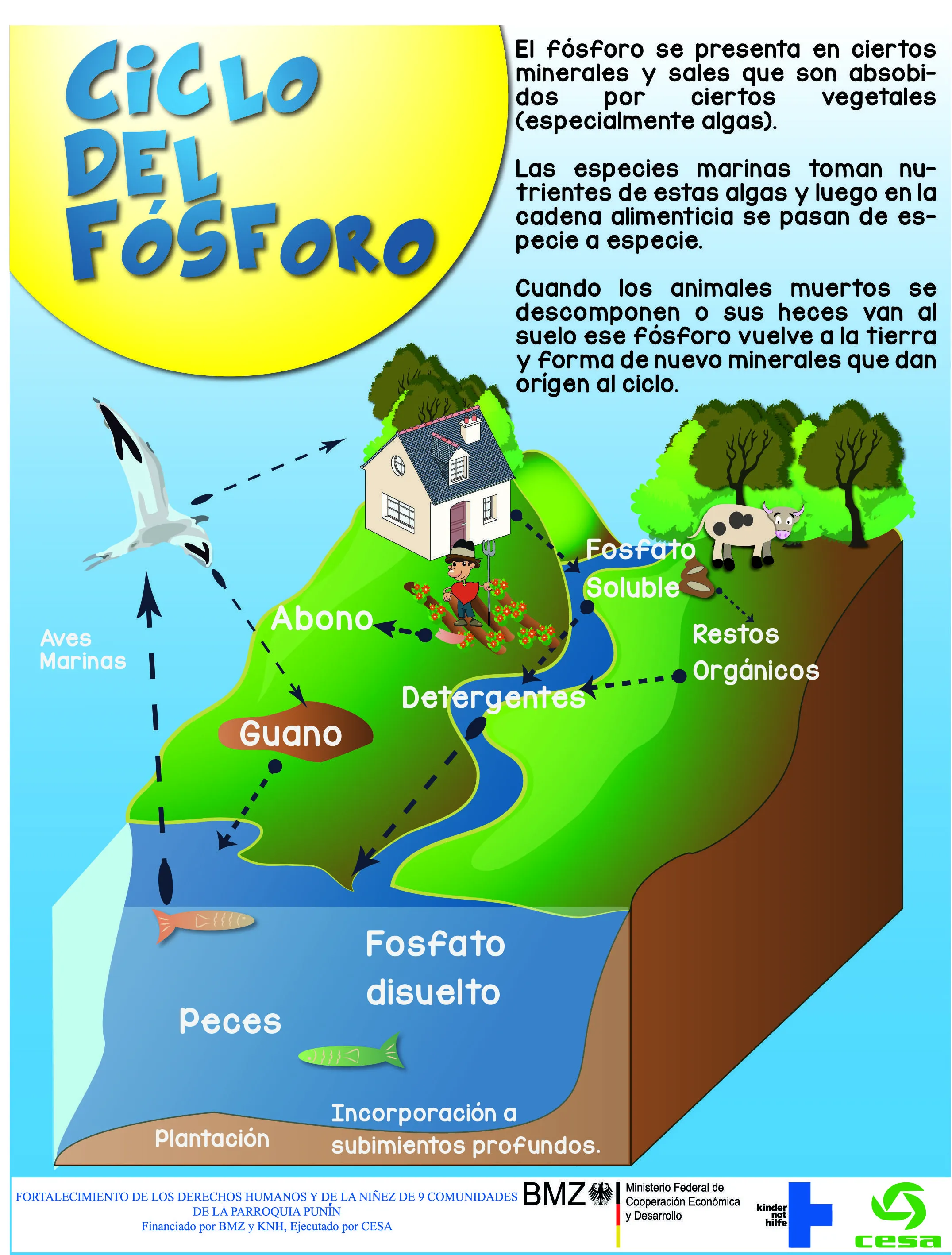 16 ideas de Ciclo del fosforo | ciclo del nitrógeno, ciclo del carbono, fotosintesis y respiracion 16 ideas de Ciclo del fosforo | ciclo del nitrógeno, ciclo del carbono, fotosintesis y respiracion