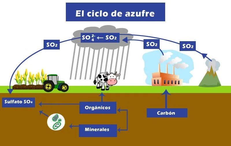 16 ideas de Ciclo del fosforo | ciclo del nitrógeno, ciclo del carbono, fotosintesis y respiracion 16 ideas de Ciclo del fosforo | ciclo del nitrógeno, ciclo del carbono, fotosintesis y respiracion