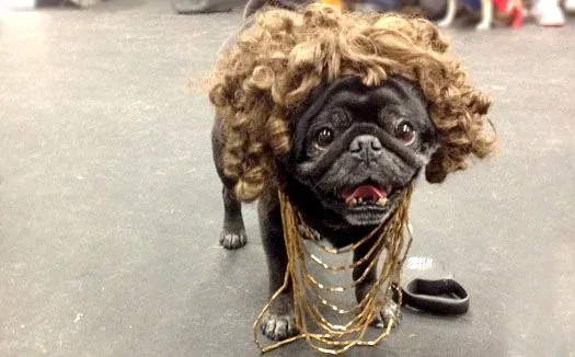 16 Romantic Pugs Help A Guy Propose Marriage | The BarkPost