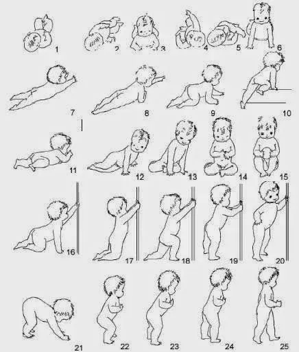 17 Best ideas about Etapas Del Desarrollo on Pinterest | Etapas de ... 17 Best ideas about Etapas Del Desarrollo on Pinterest | Etapas de ...