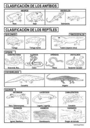 17 mejores ideas sobre Anfibios en Pinterest | Ranas de árbol ... 17 mejores ideas sobre Anfibios en Pinterest | Ranas de árbol ...