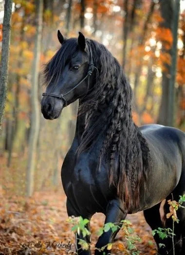 17 mejores ideas sobre Caballos en Pinterest | Caballos negros ...