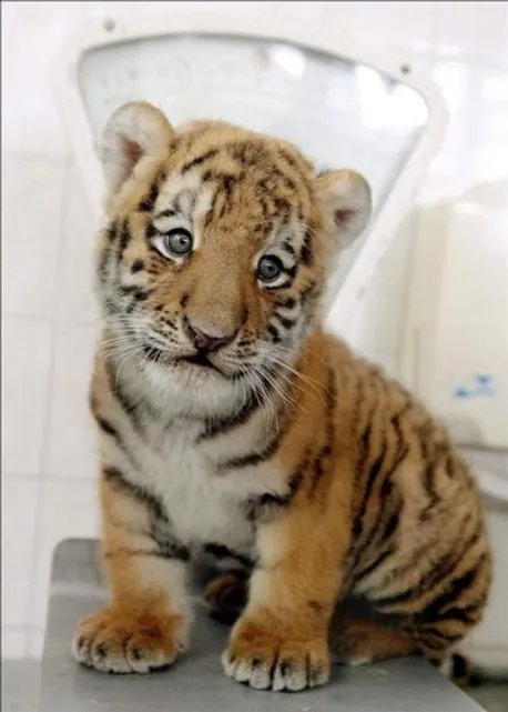 17 mejores ideas sobre Cachorros De Tigre en Pinterest | Tigres ... 17 mejores ideas sobre Cachorros De Tigre en Pinterest | Tigres ...