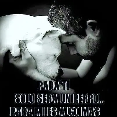 17 mejores ideas sobre Frases Sobre Pitbull en Pinterest ... 17 mejores ideas sobre Frases Sobre Pitbull en Pinterest ...