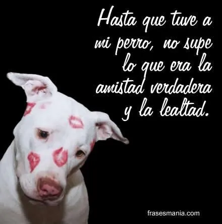 17 mejores ideas sobre Frases Sobre Pitbull en Pinterest ... 17 mejores ideas sobre Frases Sobre Pitbull en Pinterest ...