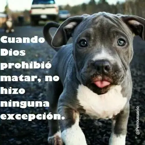 17 mejores ideas sobre Frases Sobre Pitbull en Pinterest ... 17 mejores ideas sobre Frases Sobre Pitbull en Pinterest ...