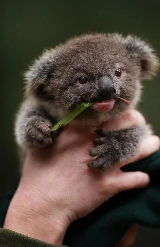 17 mejores ideas sobre Koala Bebé en Pinterest | Llama de bebé ... 17 mejores ideas sobre Koala Bebé en Pinterest | Llama de bebé ...