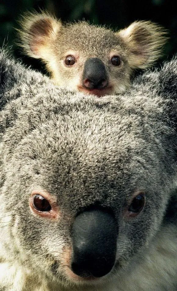 17 mejores ideas sobre Koala Bebé en Pinterest | Llama de bebé ... 17 mejores ideas sobre Koala Bebé en Pinterest | Llama de bebé ...