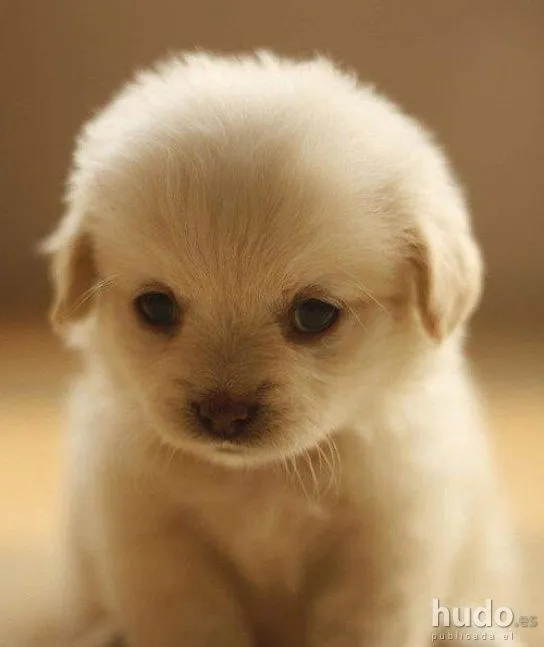 17 mejores ideas sobre Perritos Tiernos en Pinterest | Perritos ... 17 mejores ideas sobre Perritos Tiernos en Pinterest | Perritos ...