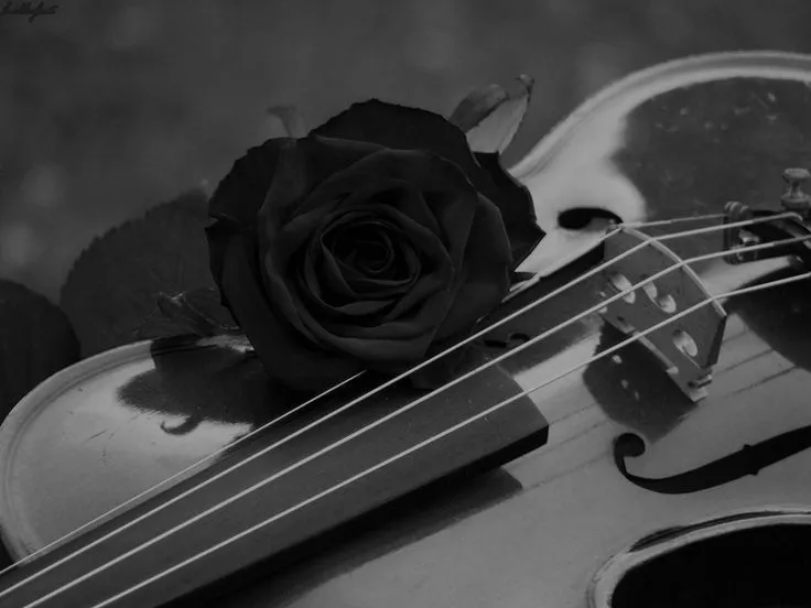 17 mejores ideas sobre Rosas Negras De Luto en Pinterest | Rosa de ... 17 mejores ideas sobre Rosas Negras De Luto en Pinterest | Rosa de ...