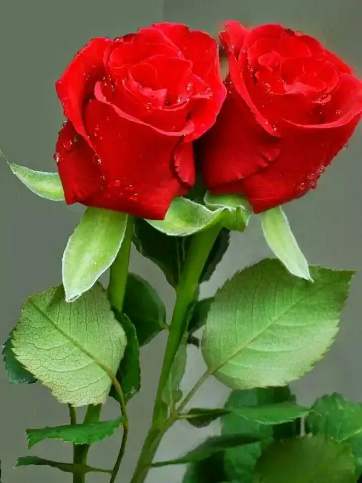 17 mejores ideas sobre Rosas Rojas en Pinterest | Rosas, Rojo y ... 17 mejores ideas sobre Rosas Rojas en Pinterest | Rosas, Rojo y ...