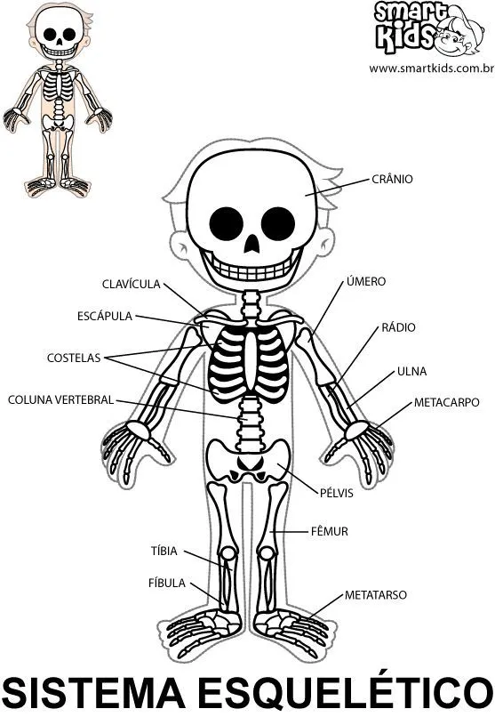 17 mejores ideas sobre Sistema Esqueletico Humano en Pinterest ...