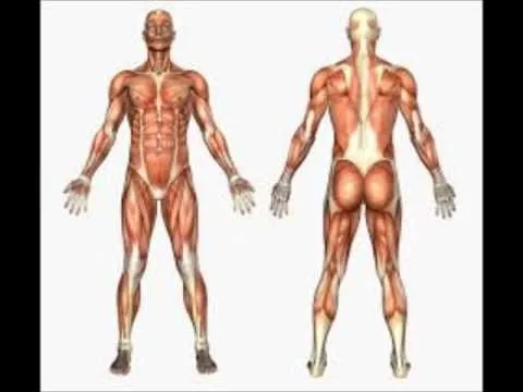 17 mejores ideas sobre Sistema Muscular Partes en Pinterest ... 17 mejores ideas sobre Sistema Muscular Partes en Pinterest ...