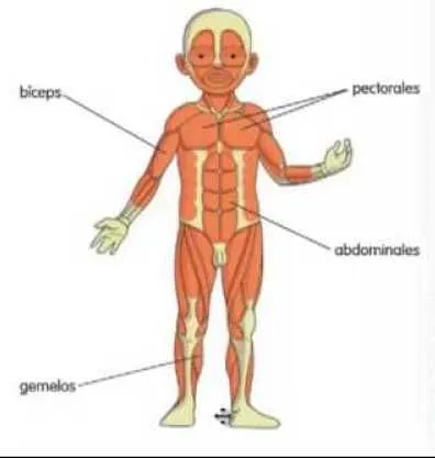 17 mejores ideas sobre Sistema Muscular en Pinterest | Anatomía ... 17 mejores ideas sobre Sistema Muscular en Pinterest | Anatomía ...