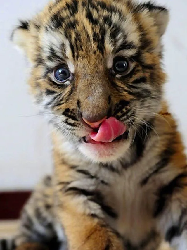 17 mejores ideas sobre Tigres Bebés en Pinterest | Cachorros de ... 17 mejores ideas sobre Tigres Bebés en Pinterest | Cachorros de ...