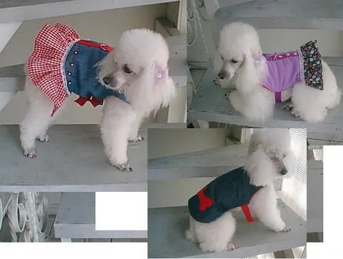ropa PARA PERROS - Buscar con Google | Ropa perros | Pinterest ... ropa PARA PERROS - Buscar con Google | Ropa perros | Pinterest ...