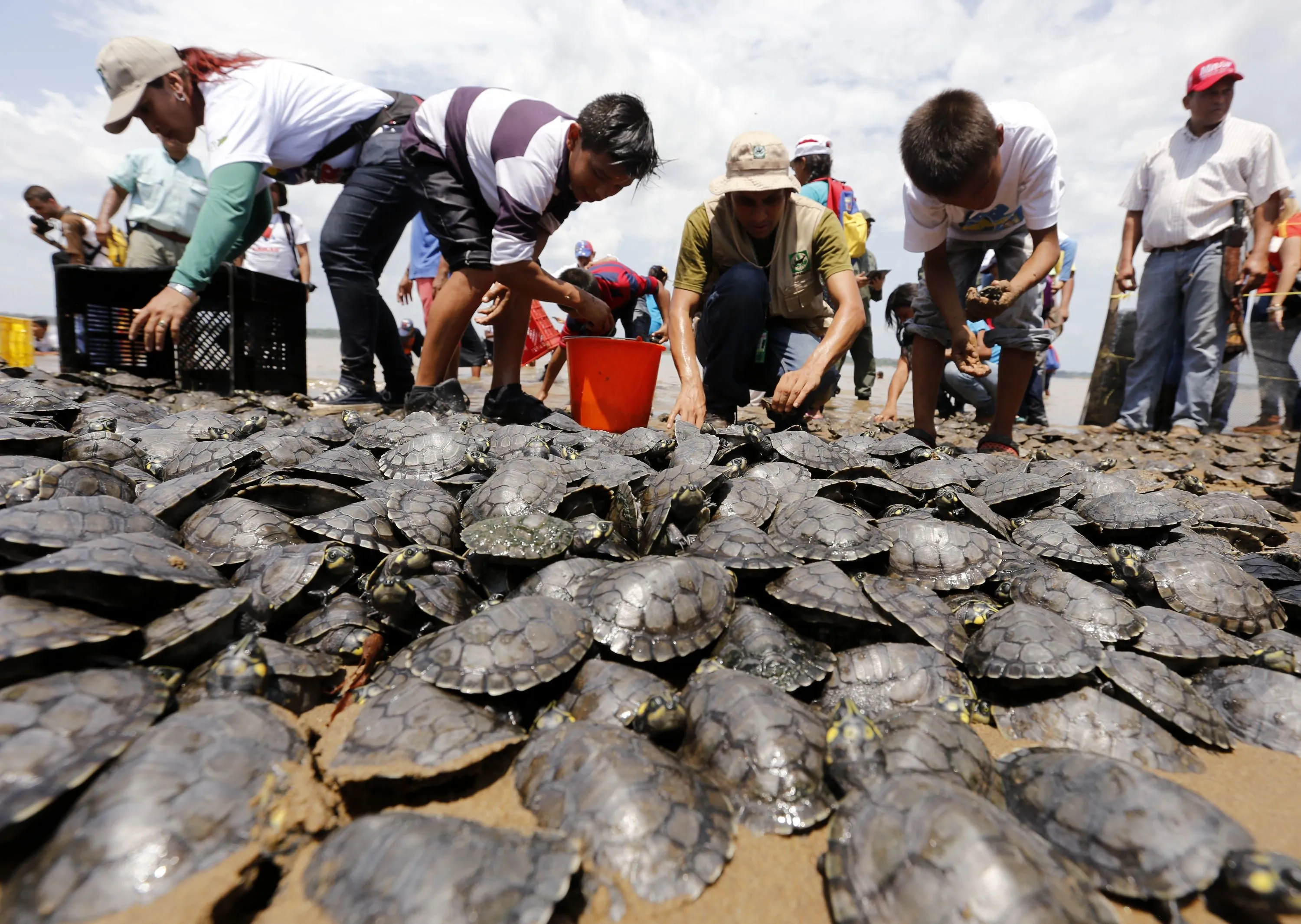 17 mil tortuguitas arrau y terecay fueron liberadas en el Orinoco (+Fotos) – Alba Ciudad 96.3 FM 17 mil tortuguitas arrau y terecay fueron liberadas en el Orinoco (+Fotos) – Alba Ciudad 96.3 FM