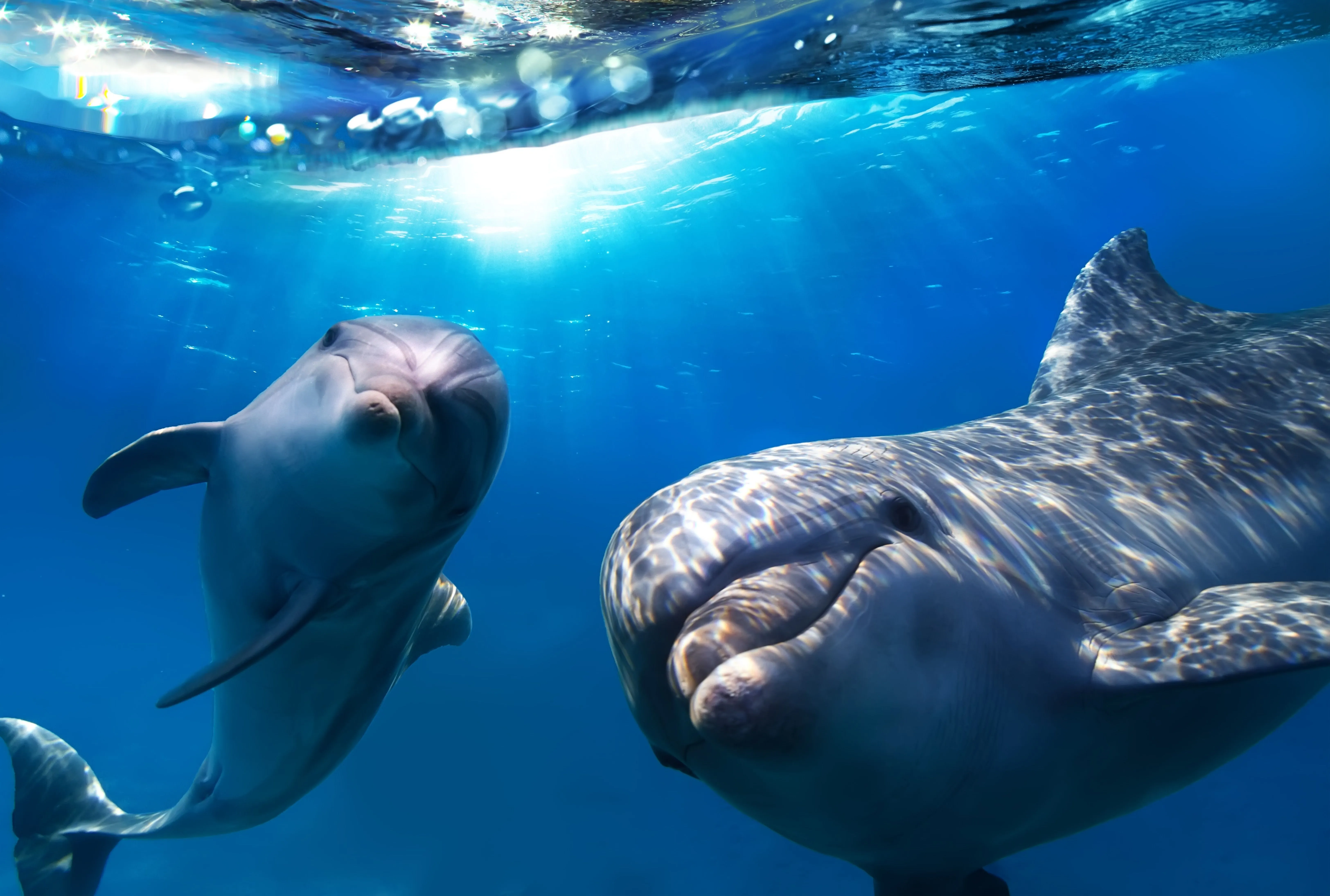 174 Delfin Desktop Hintergrundbild | Delfin Hintergrundbilder 174 Delfin Desktop Hintergrundbild | Delfin Hintergrundbilder