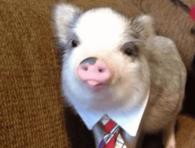 18 veces que un cerdito nos robó un suspiro ♥ ¡La galería más ... 18 veces que un cerdito nos robó un suspiro ♥ ¡La galería más ...