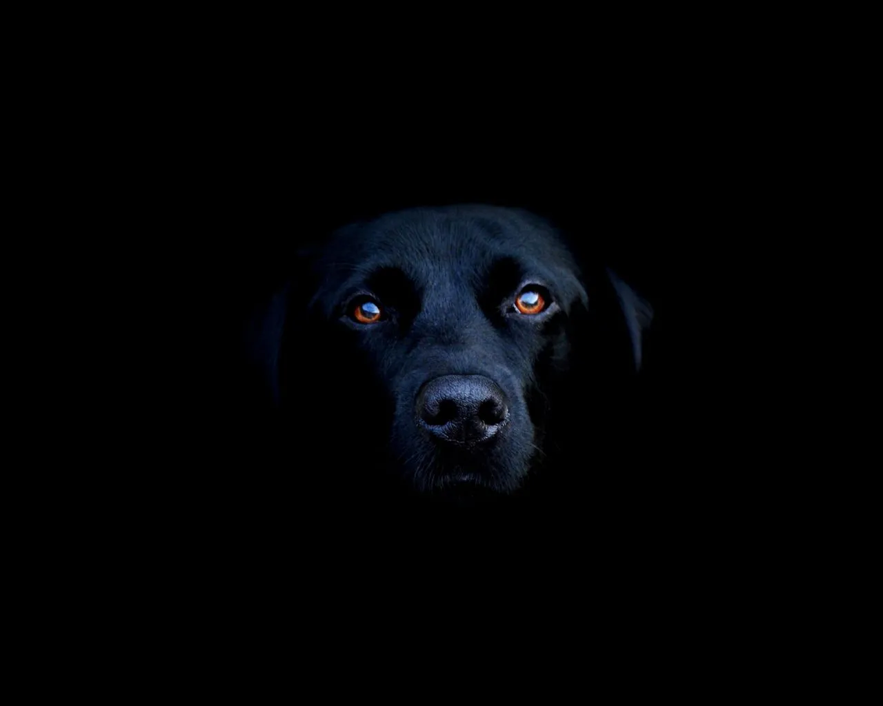 18 Fondos de Pantalla: blanco y negro