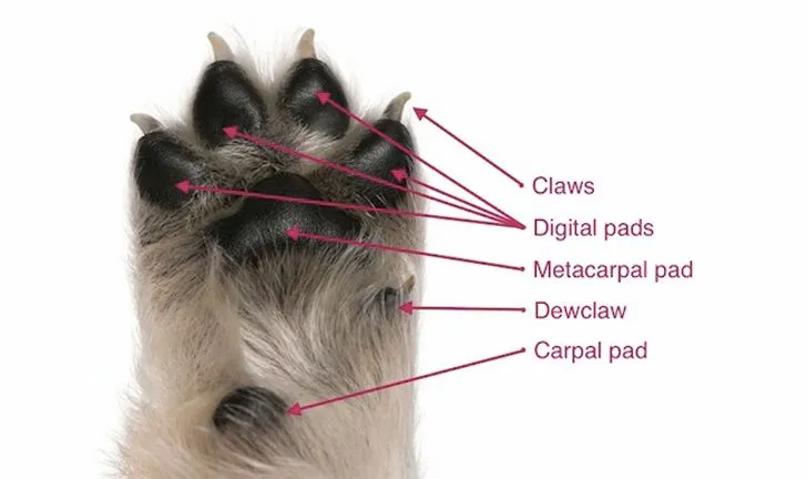 18 cosas que no sabías acerca de las patas de los perros | Upsocl