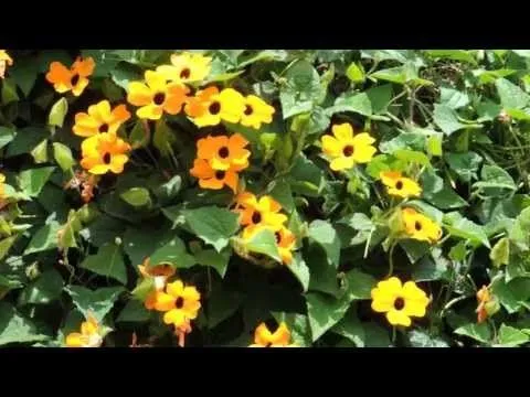 1802, Pequeñas flores naranjas en enredadera paneo [Raw ...