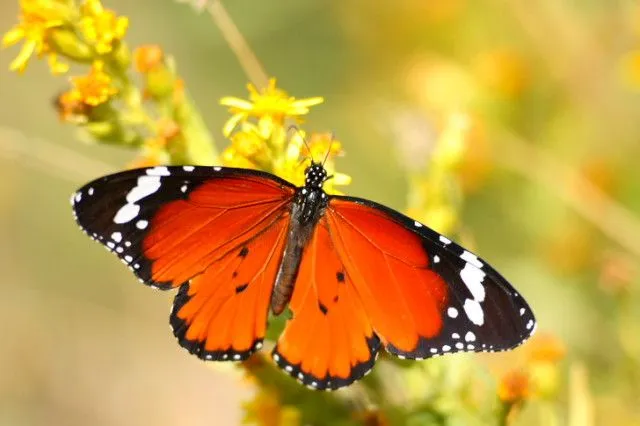 Allí donde habitan las mariposas: mayo 2011 Allí donde habitan las mariposas: mayo 2011