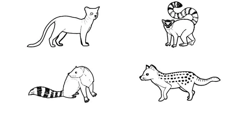 19787-4-animales-de-madagascar ...