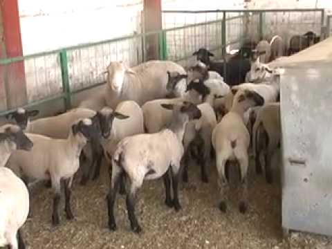 1a. Parte Sistemas Producto del Estado de Hidalgo - YouTube 1a. Parte Sistemas Producto del Estado de Hidalgo - YouTube