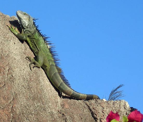 Animales q tengan escamas - Imagui