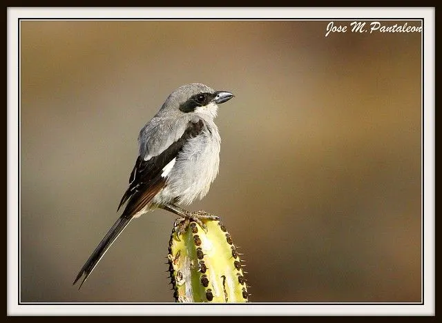 1/El TERROR DEL BOSQUE!!! Homenaje al maestro VICENTE CUBAS y al ...