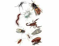 2º CICLO EN LA NAVATA: ¿QUÉ SABES DE LOS ANIMALES INVERTEBRADOS? 2º CICLO EN LA NAVATA: ¿QUÉ SABES DE LOS ANIMALES INVERTEBRADOS?