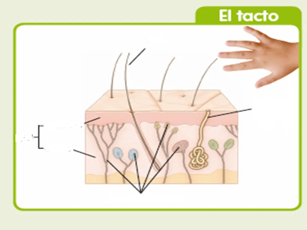 2º CICLO EN LA NAVATA: EL SENTIDO DEL TACTO: LA PIEL 2º CICLO EN LA NAVATA: EL SENTIDO DEL TACTO: LA PIEL